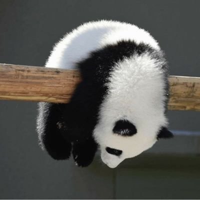 batnotbats's profile picture
