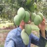 ម្ចាស់ចំការ Farmer 的头像