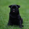 Profilbild von BlackPug ⚫️