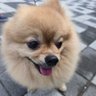 アセラ・カスミ's profile picture