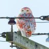 Owl profil fotoğrafı