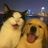 ✨️WhiskersAndWoofs✨️ profil fotoğrafı