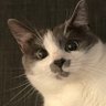 darby 🦬 profil fotoğrafı