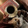 آية الصالح 的头像