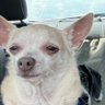 Cornpopski's profile picture