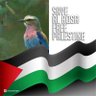 ♂️🇮🇩🇵🇸🍉نوع🍉🇵🇸🇮🇩♂'s profile picture
