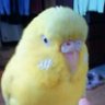 りっこちゃん 的头像