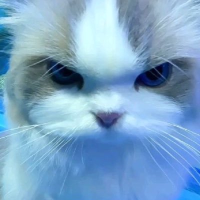 Cvamtik's profile picture