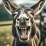 Фото профиля Arnold's Donkey