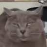 ⭐️Sacola de Vacilos's profile picture