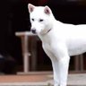 芋ようかんバナナ 的头像