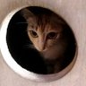 cumakucing 的头像