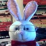 Profilbild von Conejo Brad 🐇