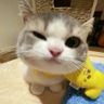 Yashjit profil fotoğrafı