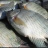 Profilbild von SarGeo Delights- fish and fillets