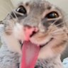chatouz's profile picture
