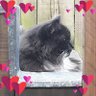 Sophie Davidson 🐱's profile picture