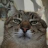Silly Butt's profile picture