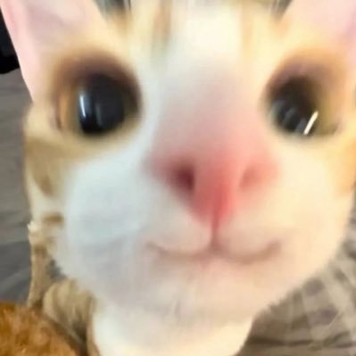 mamilovesmaomi's profile picture