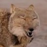 Profilbild von SpectreFox