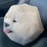 RelicDog profil fotoğrafı