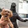 トイプードルのそれ行けハピちゃん profil fotoğrafı