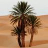 kadad 的头像