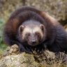 Profilbild von SpartakReview