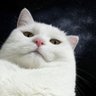 Profilbild von ZIM