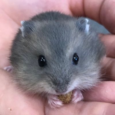 まんまるハム日和's profile picture