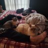 Kara’s Kats 🩶 Walter & Bonky profil fotoğrafı