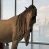 JackChen profil fotoğrafı