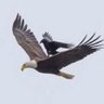 Prasanna Kumar's profile picture