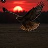 🇫🇷 Red Falcon 🦅 的头像