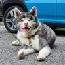 秋田犬 銀✩.*˚'s profile picture