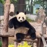 熊猫大王 的头像