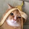 Friedrich Victoria's profile picture