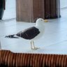 lc profil fotoğrafı