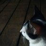 stranger profil fotoğrafı
