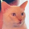Ortega's profile picture