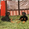 Pinscher 的头像
