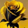 Rosa amarilla y negra 的头像