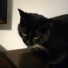 Фото профиля Cat of Judgement