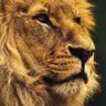 Фото профиля King Loin