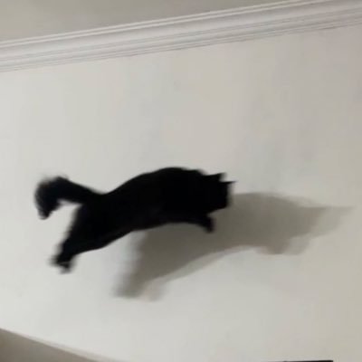 çörek's profile picture