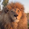 أبو عبدالرحمن ( ابن قنّاد ) الكوادر profil fotoğrafı