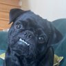 Bhima's profile picture