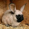 goonzilla profil fotoğrafı