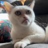Smokey Meow 的头像