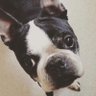 iggy profil fotoğrafı